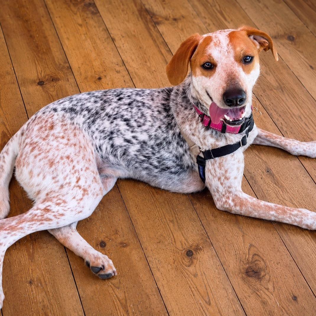 Millia - Home Visit in Process, adoptable, Young Female Cattle Dog.