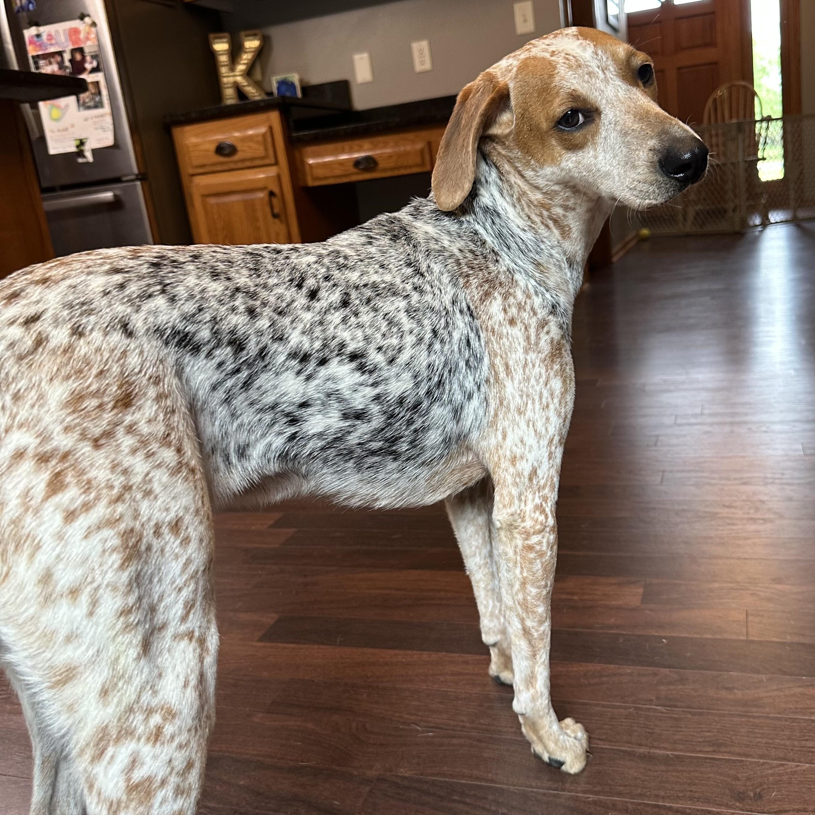Enlarge Millia - Foster Home Needed , a ADOPTABLE mixed breed in Hartland, WI image 3/6