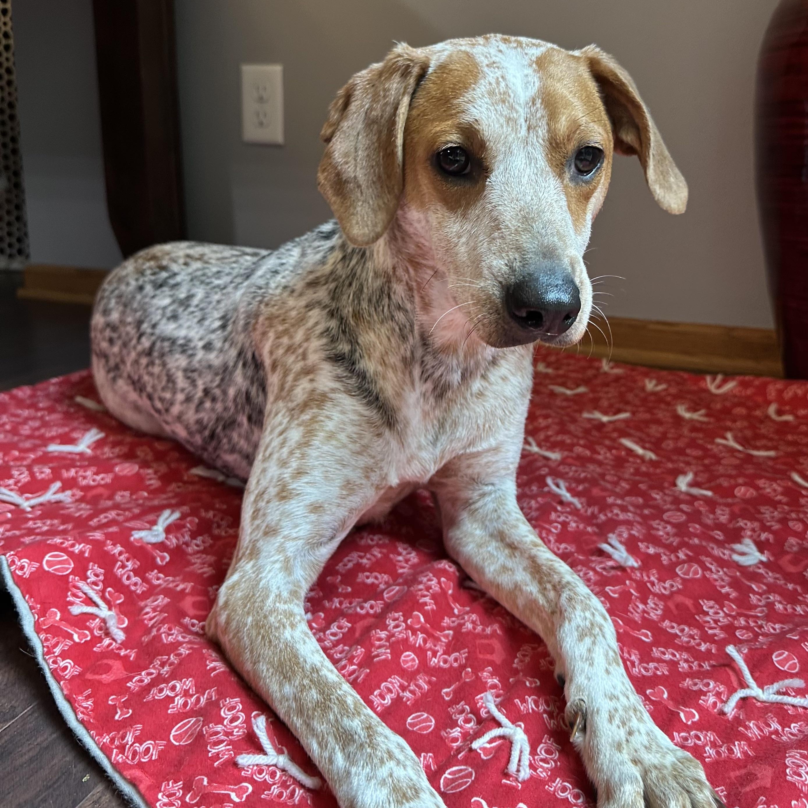 Enlarge Millia - Foster Home Needed , a ADOPTABLE mixed breed in Hartland, WI image 2/6
