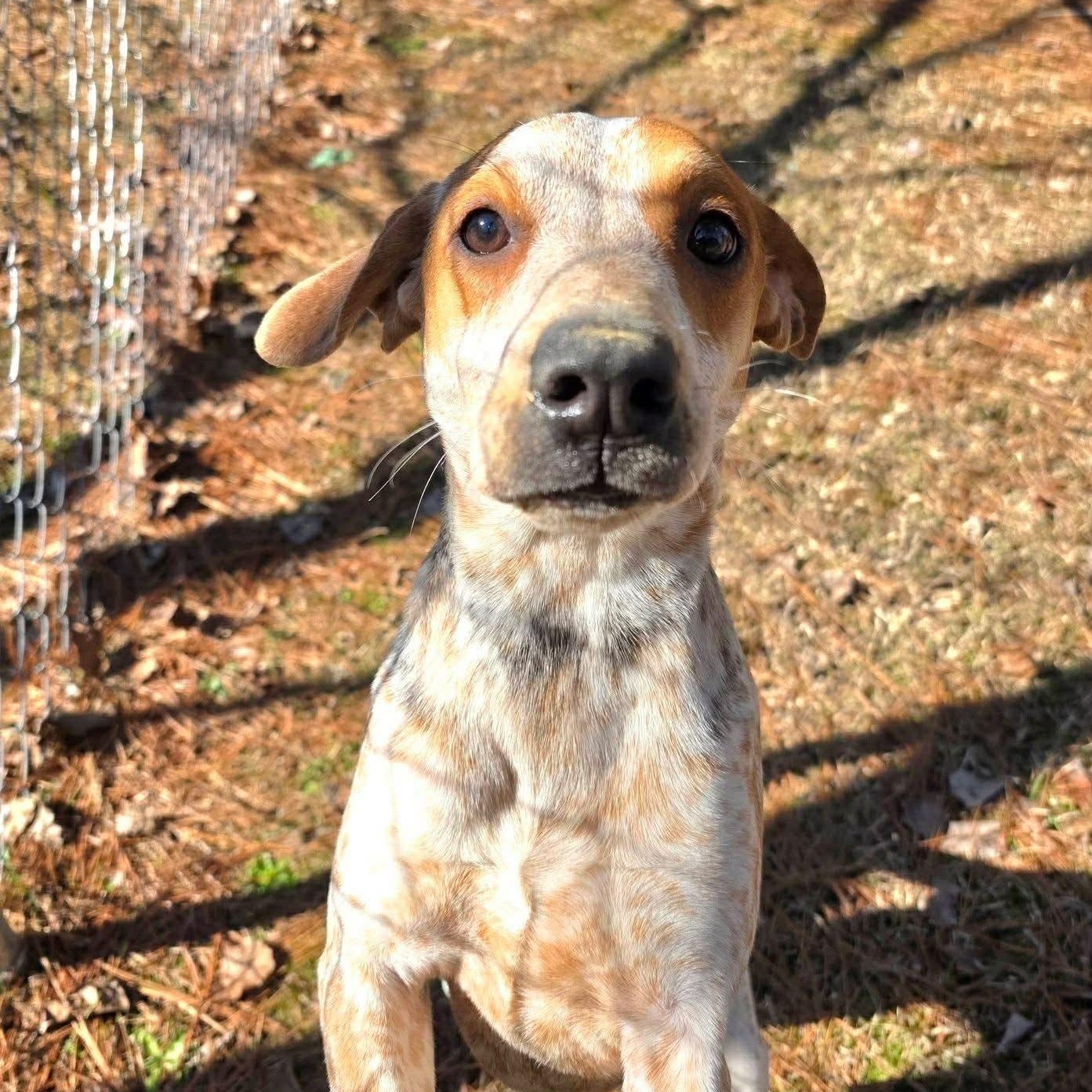 Enlarge Millia - Foster Home Needed , a ADOPTABLE mixed breed in Hartland, WI image 5/6