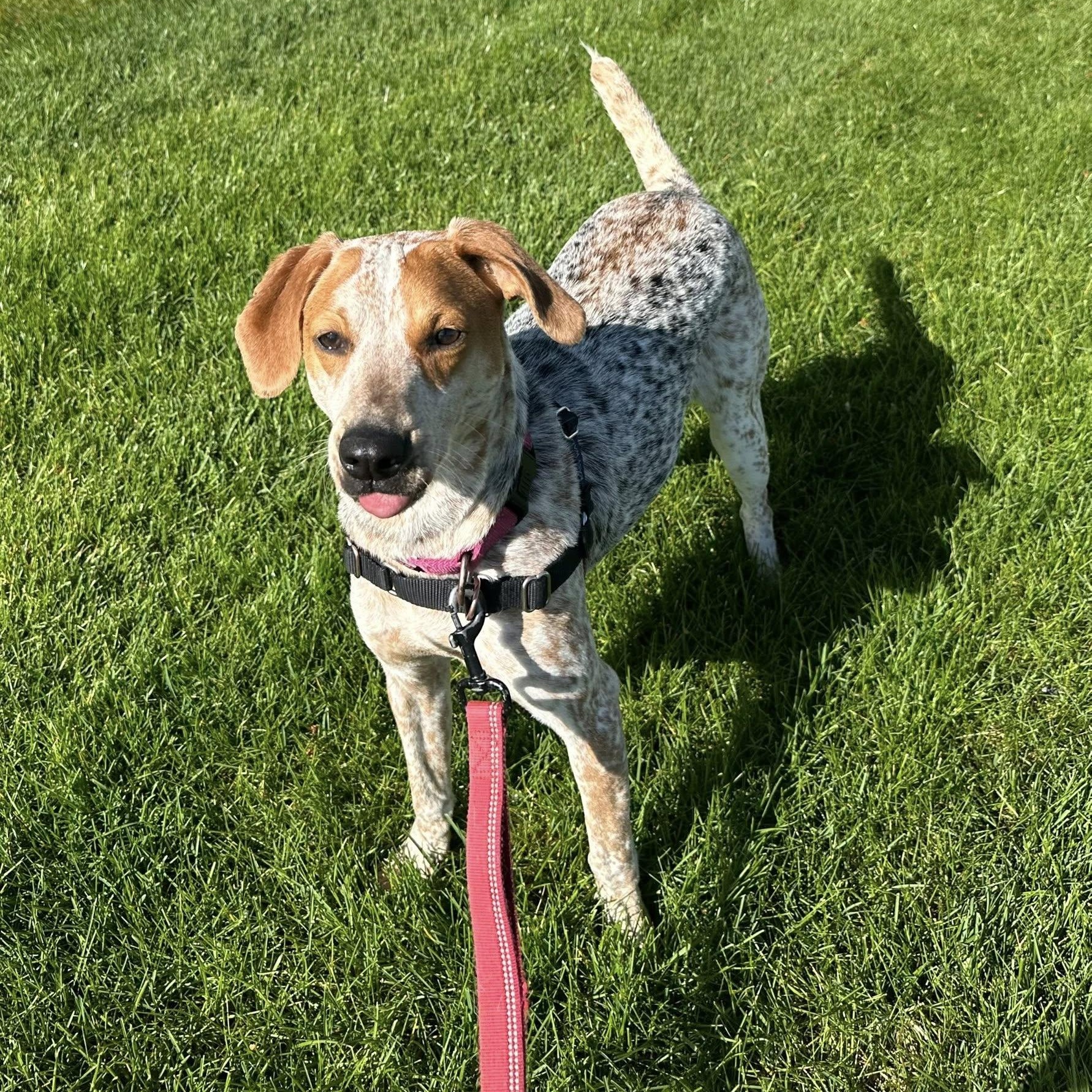 Enlarge Millia - Foster Home Needed , a ADOPTABLE mixed breed in Hartland, WI image 4/6