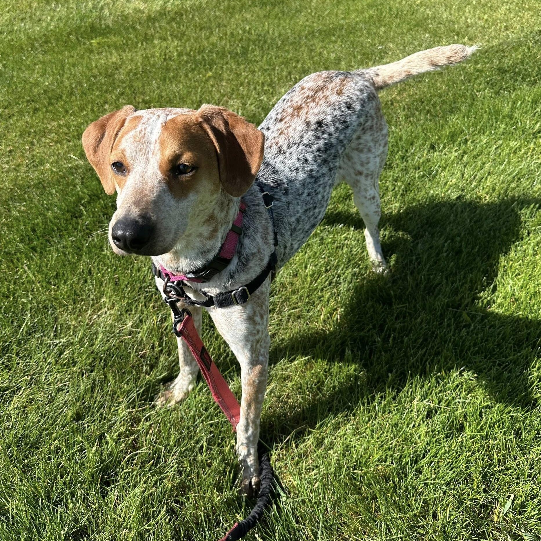 Enlarge Millia - Foster Home Needed , a ADOPTABLE mixed breed in Hartland, WI image 5/6