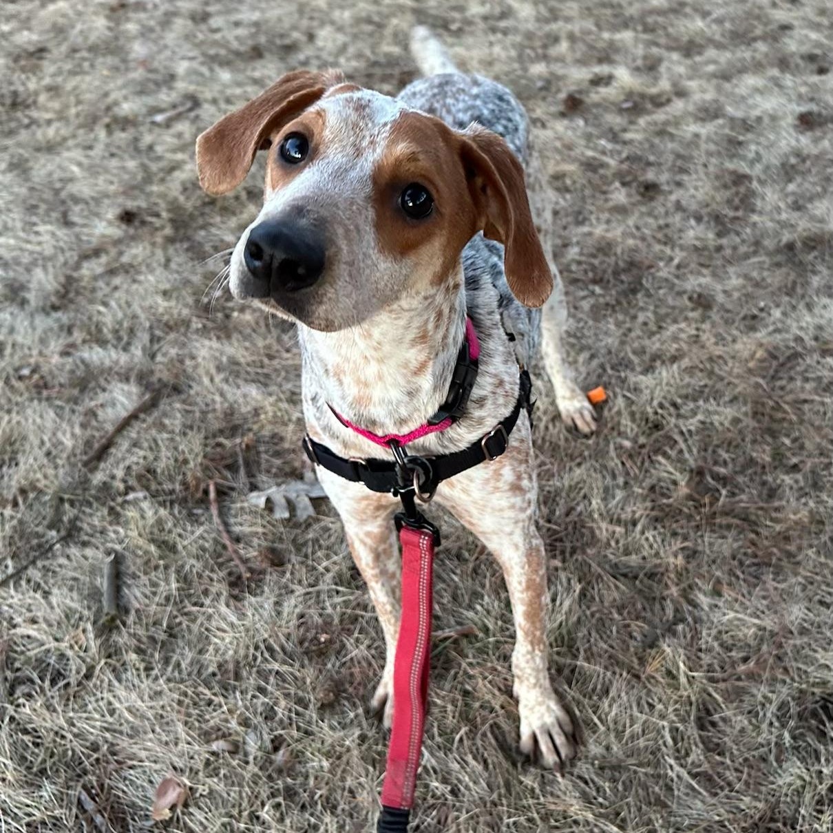 Enlarge Millia - Foster Home Needed , a ADOPTABLE mixed breed in Hartland, WI image 4/6