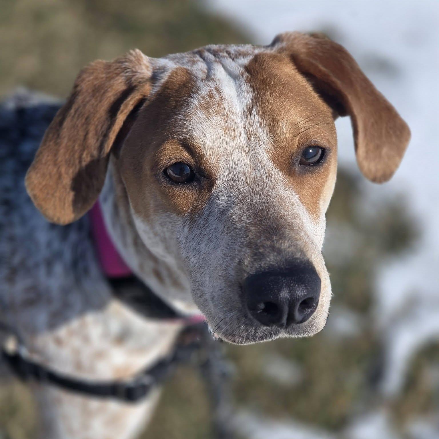 Enlarge Millia - Foster Home Needed , a ADOPTABLE mixed breed in Hartland, WI image 1/6
