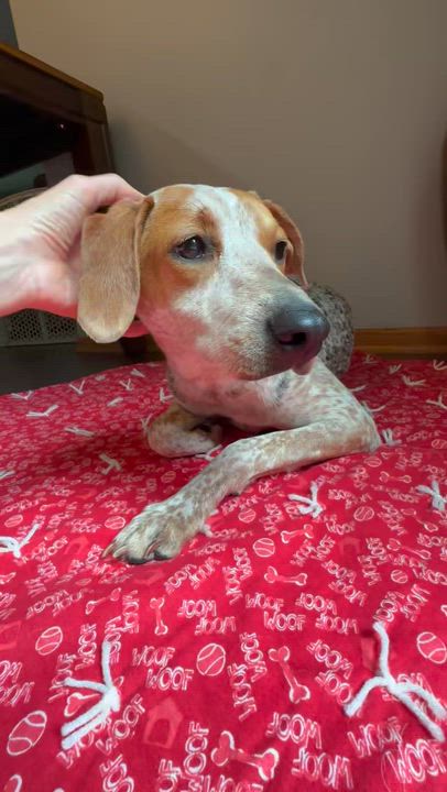 Enlarge Millia - Foster Home Needed , a ADOPTABLE mixed breed in Hartland, WI video 6/6