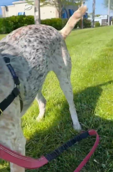 Enlarge Millia - Foster Home Needed , a ADOPTABLE mixed breed in Hartland, WI video 6/6