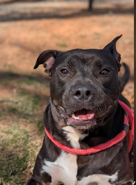 Enlarge OBIE, a Adoptable American Staffordshire Terrier in Clyde, NC image 1/1