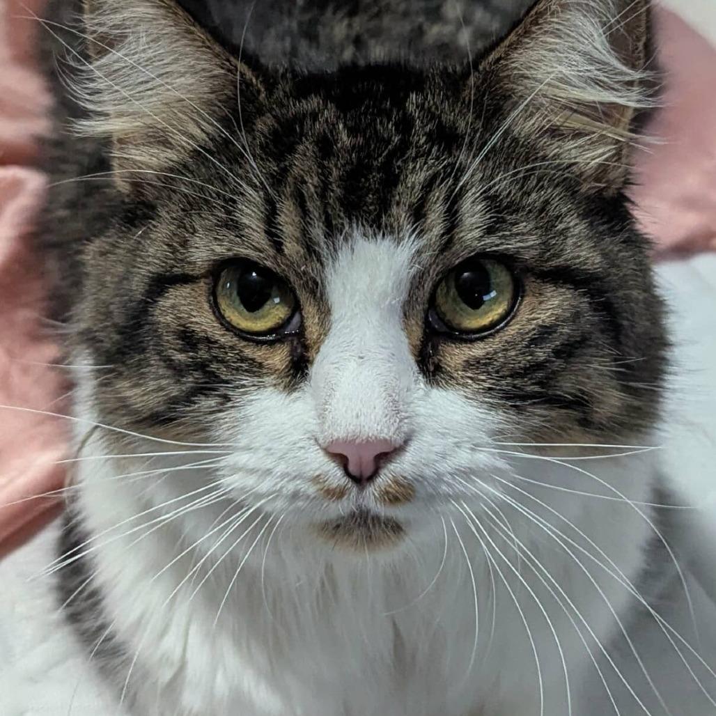 Cottontail Vallejo, Adoptable, Adult Female Domestic Long Hair.