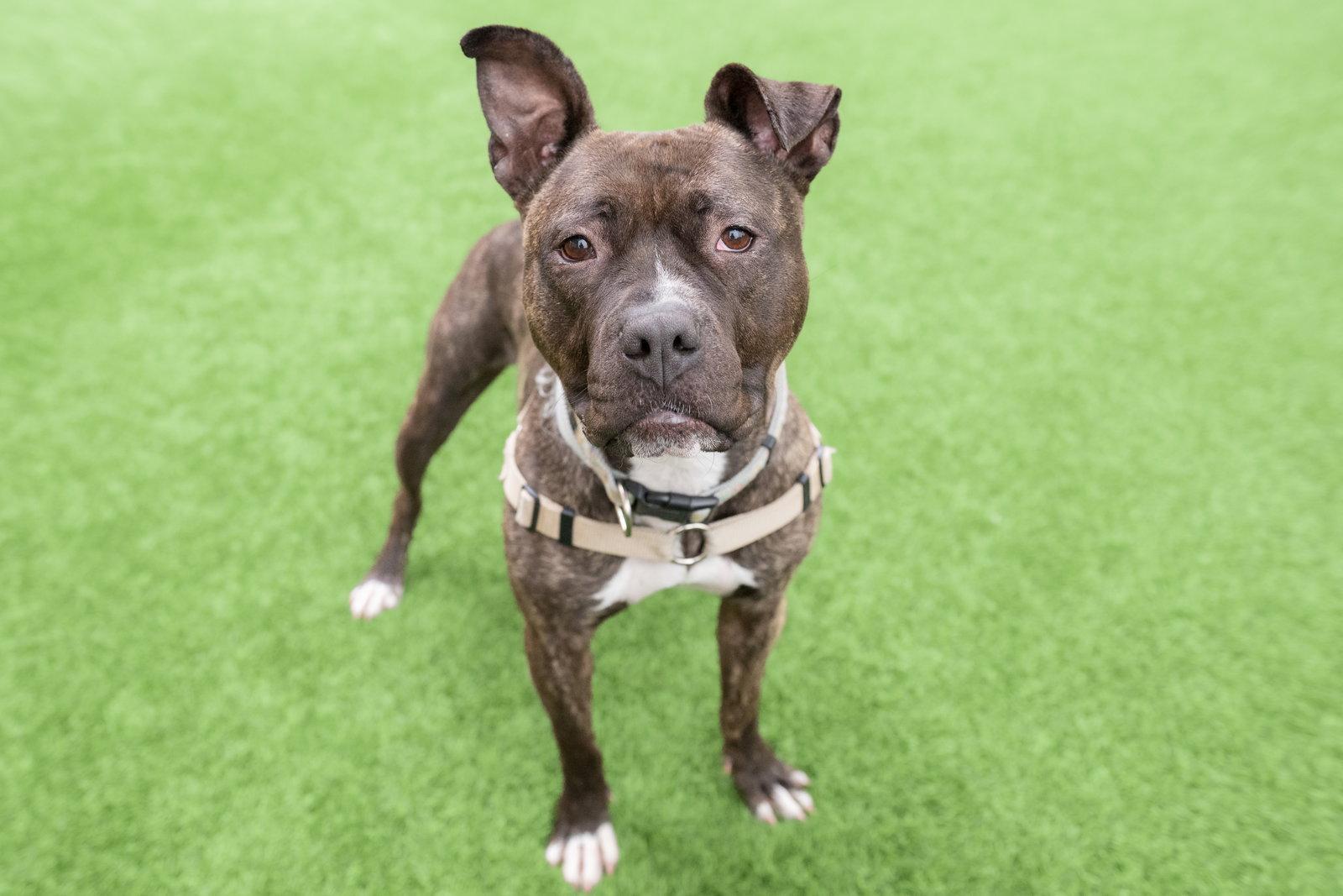 Rosie, Adoptable, Adult Female Pit Bull Terrier.