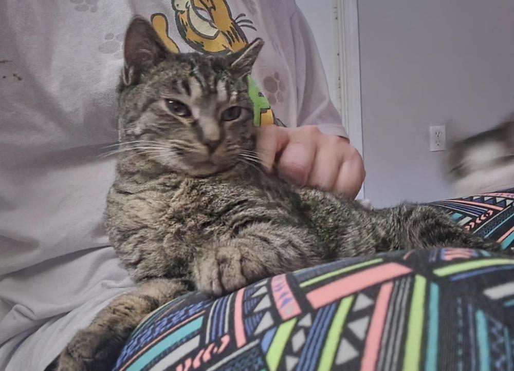 Miss Johnson, Adoptable, Adult Female Domestic Short Hair.