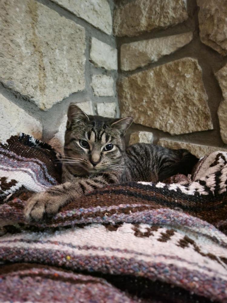 Enlarge Miss Johnson, a Adoptable Domestic Short Hair in Emporia, KS image 2/6