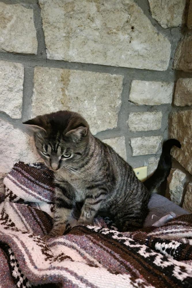 Enlarge Miss Johnson, a Adoptable Domestic Short Hair in Emporia, KS image 3/6