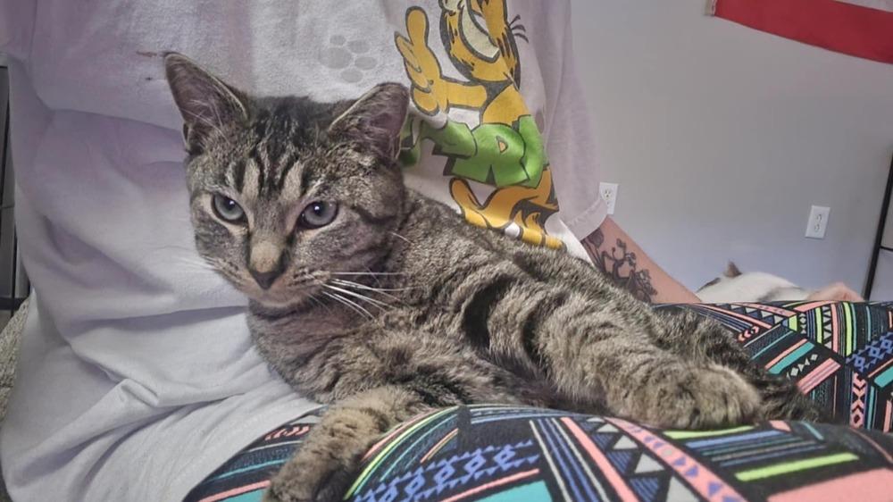 Enlarge Miss Johnson, a Adoptable Domestic Short Hair in Emporia, KS image 6/6