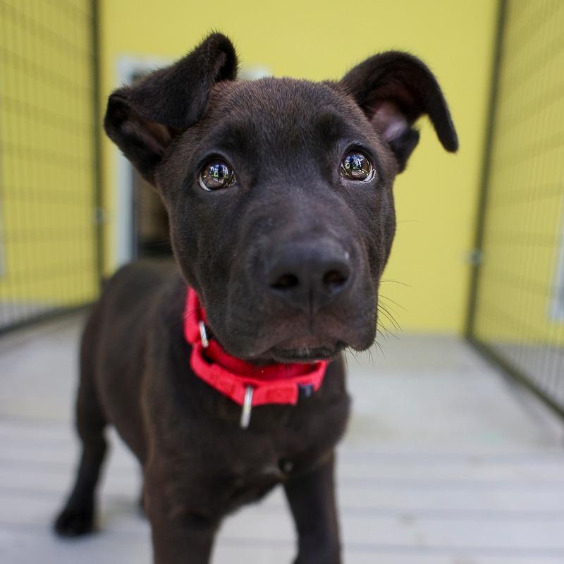 Cecil, Adoptable, Puppy Male Retriever.