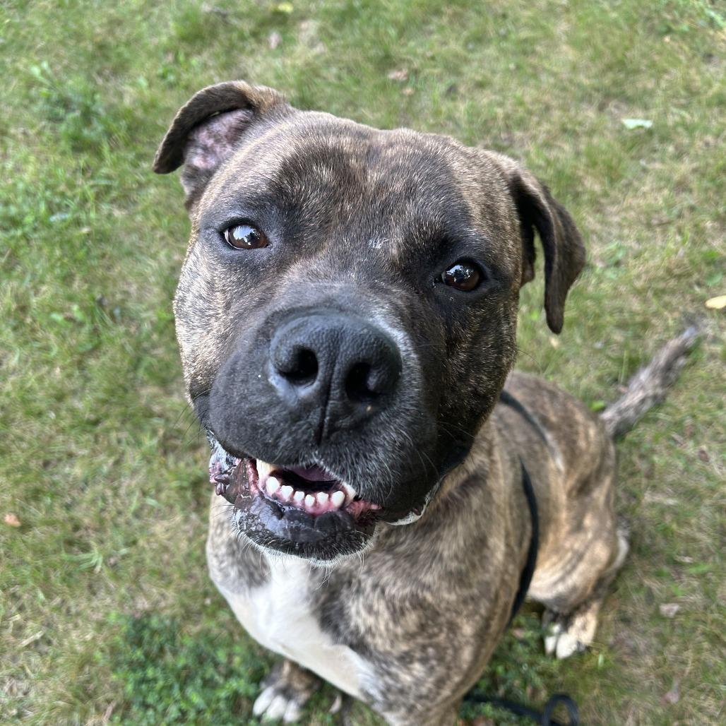 STRAY DOG "Nitro", Adoptable, Young Male Mixed Breed.