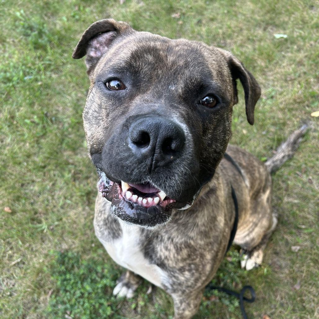 Enlarge STRAY DOG "Nitro", a Adoptable Mixed Breed in Saint Cloud, MN image 2/6
