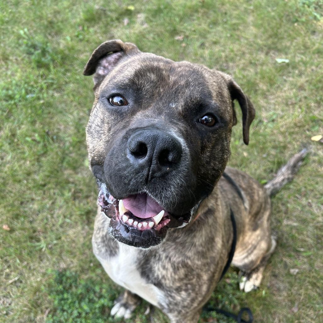 Enlarge STRAY DOG "Nitro", a Adoptable Mixed Breed in Saint Cloud, MN image 3/6
