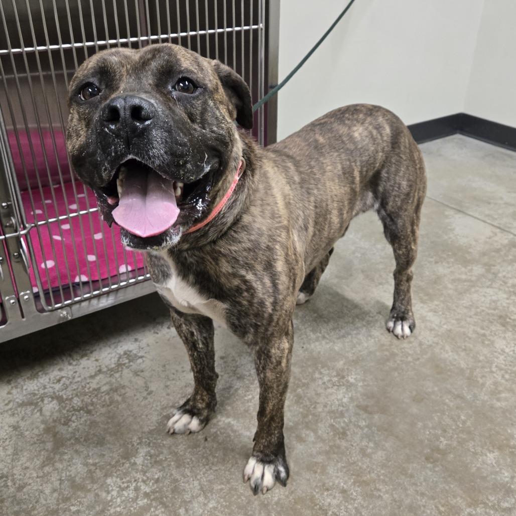 Enlarge STRAY DOG "Nitro", a Adoptable Mixed Breed in Saint Cloud, MN image 4/6