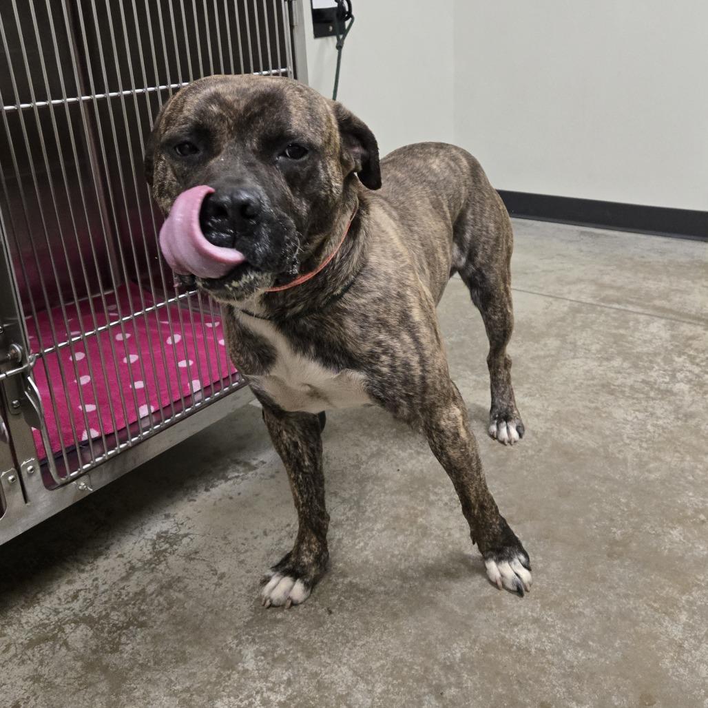 Enlarge STRAY DOG "Nitro", a Adoptable Mixed Breed in Saint Cloud, MN image 5/6