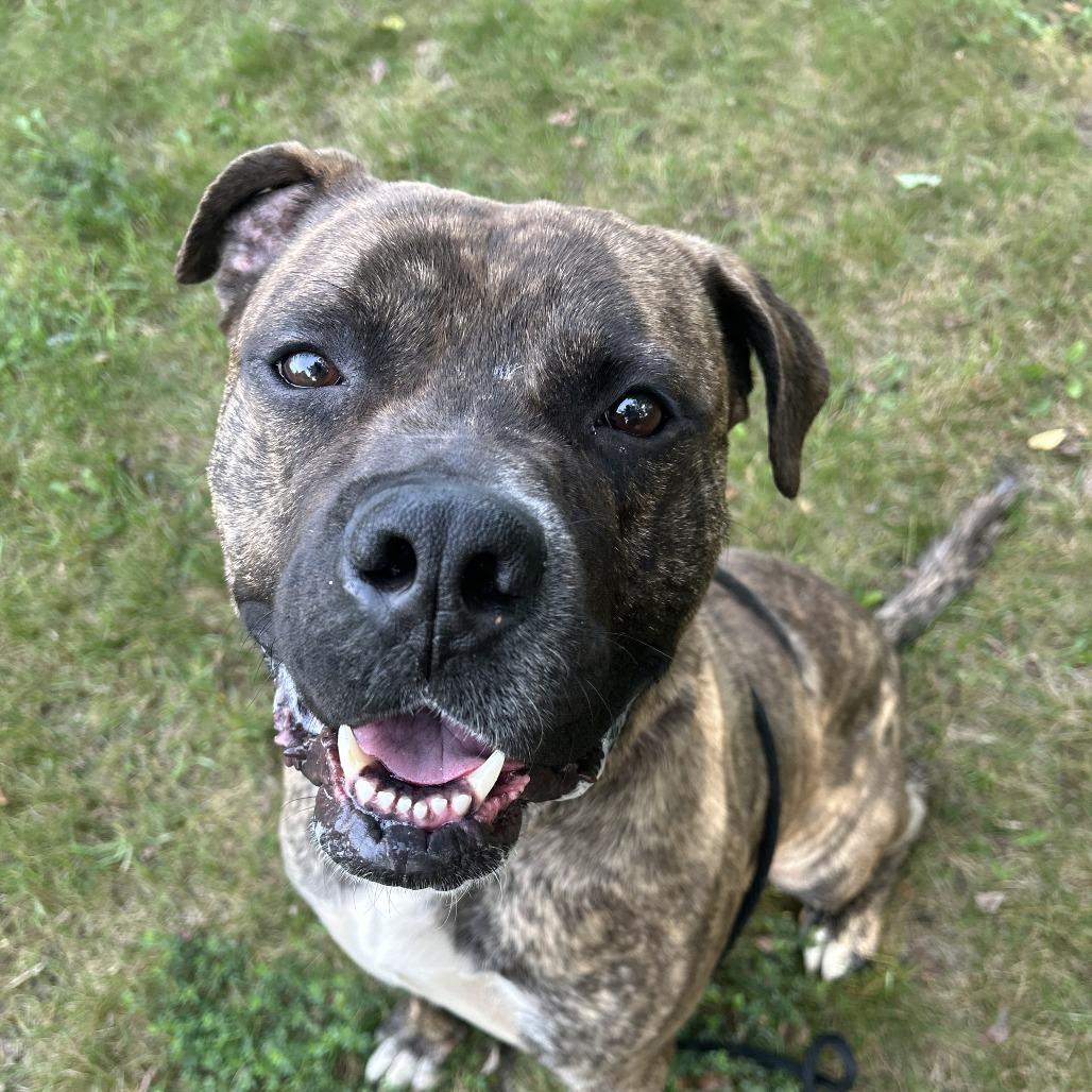 Enlarge STRAY DOG "Nitro", a Adoptable Mixed Breed in Saint Cloud, MN image 6/6