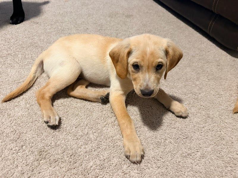 Gumby, a ADOPTABLE Labrador Retriever in Oswego, IL image 3/3