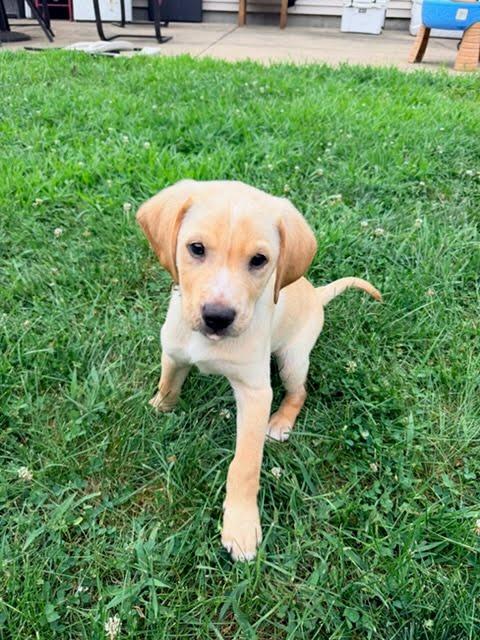 Gumby, ADOPTABLE, Puppy Male Labrador Retriever.