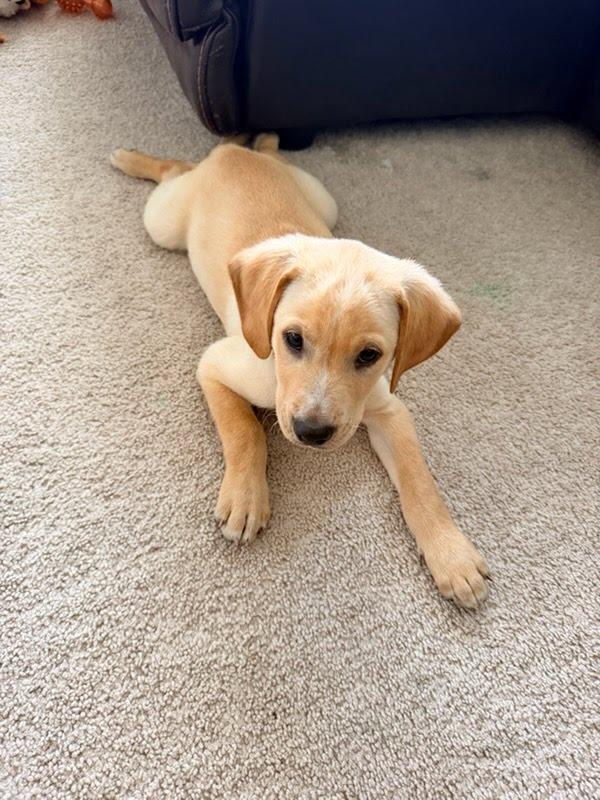 Gumby, a ADOPTABLE Labrador Retriever in Oswego, IL image 2/3