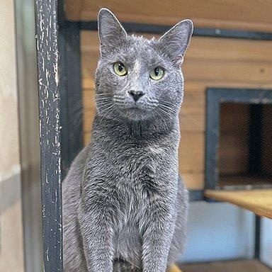 Lavender, Young Female Domestic Medium Hair