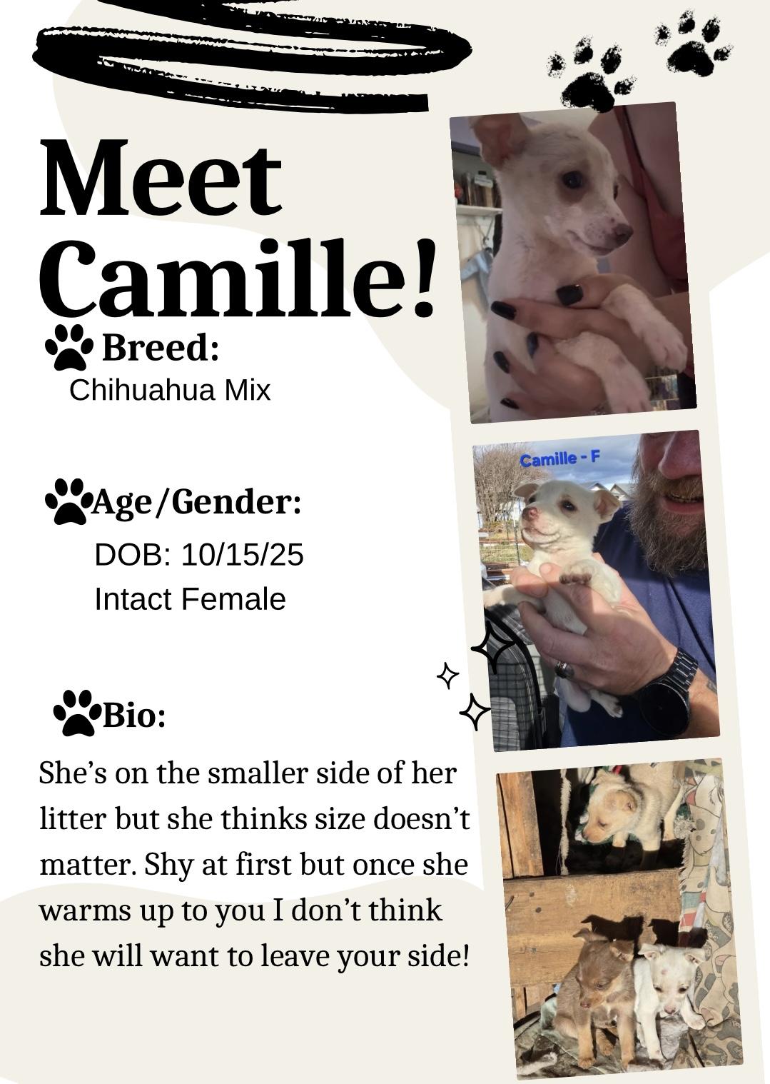 Camille, adopted, Young Female Chihuahua.