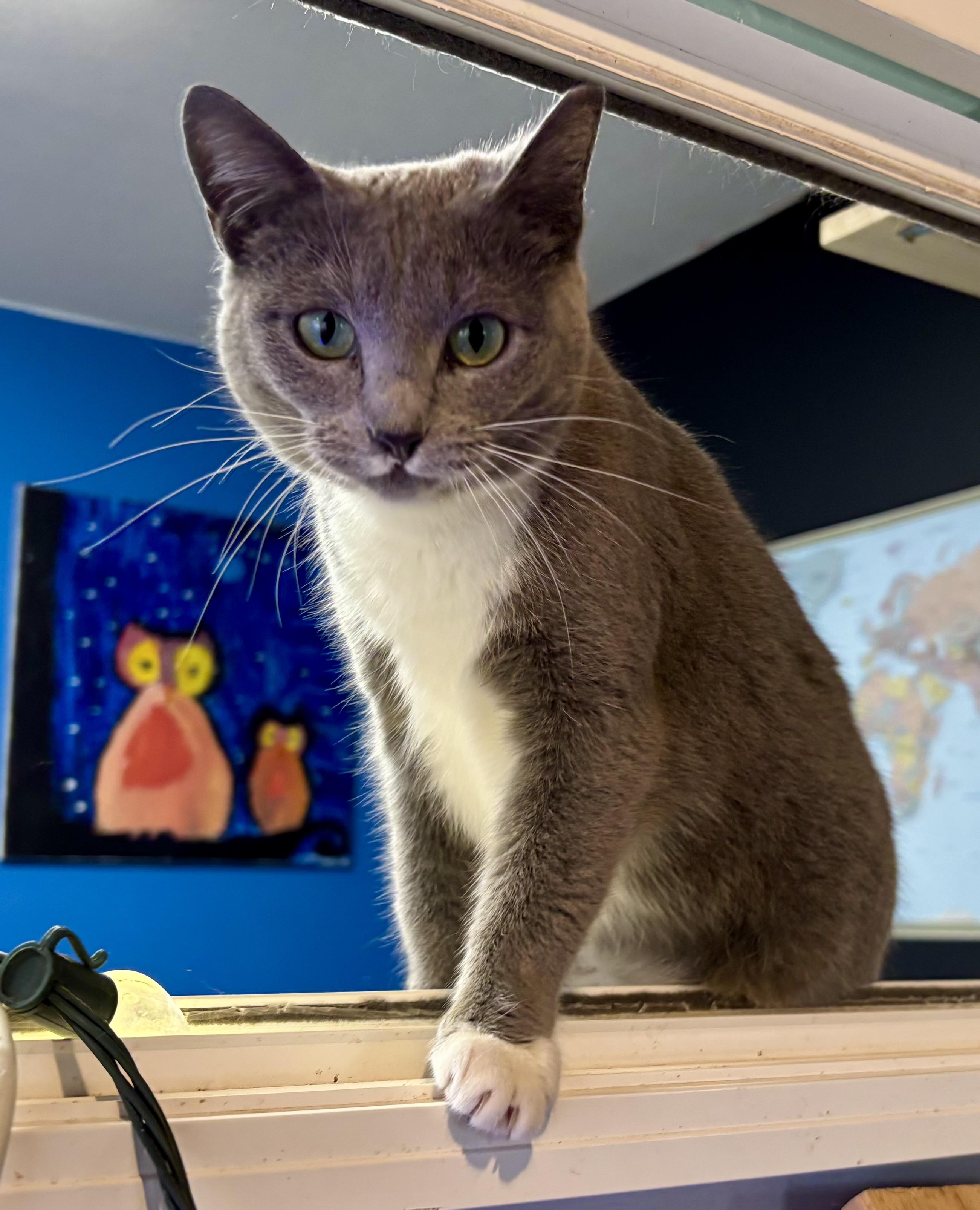 Socks , a ADOPTABLE Domestic Short Hair in Melbourne, AR image 6/6