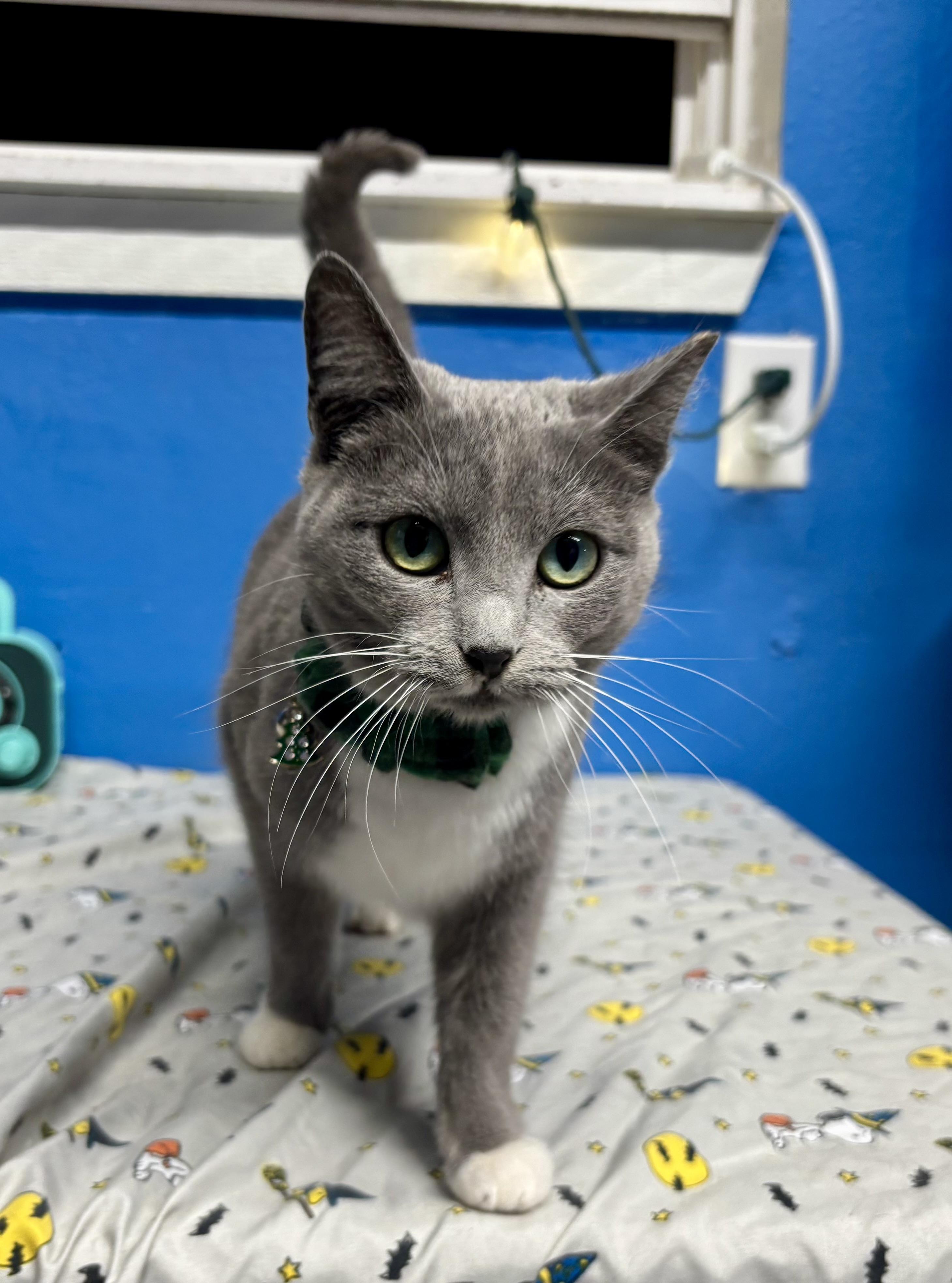 Socks , a ADOPTABLE Domestic Short Hair in Melbourne, AR image 2/6