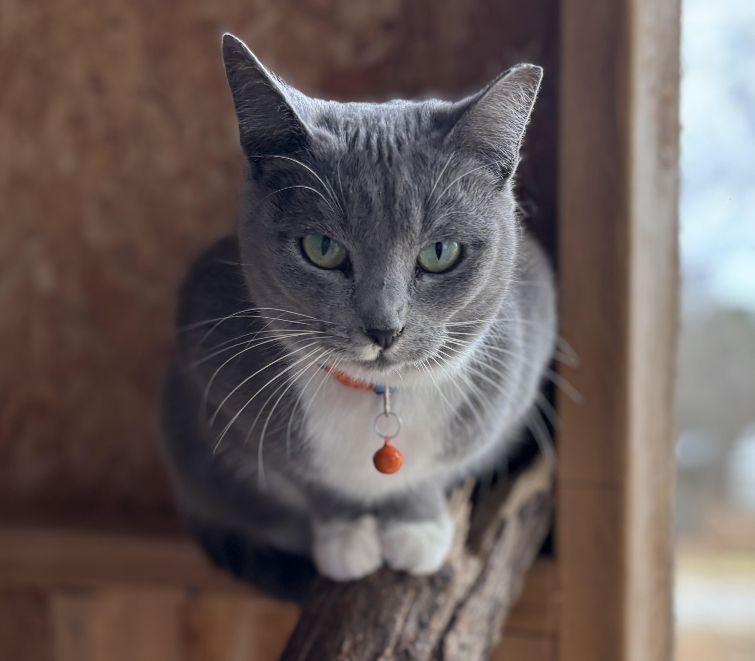 Socks , a ADOPTABLE Domestic Short Hair in Melbourne, AR image 3/6