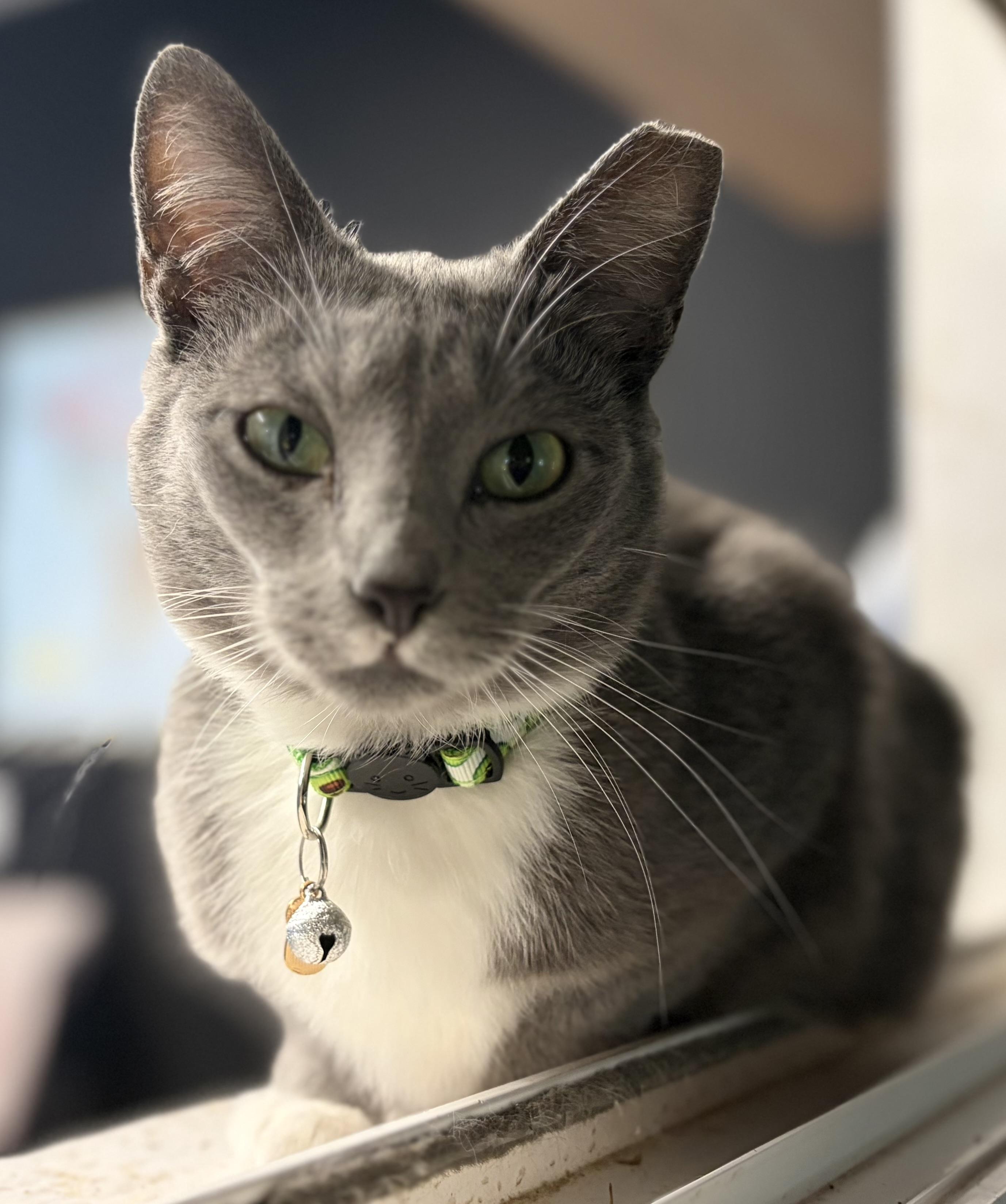 Socks , ADOPTABLE, Adult Female Domestic Short Hair.