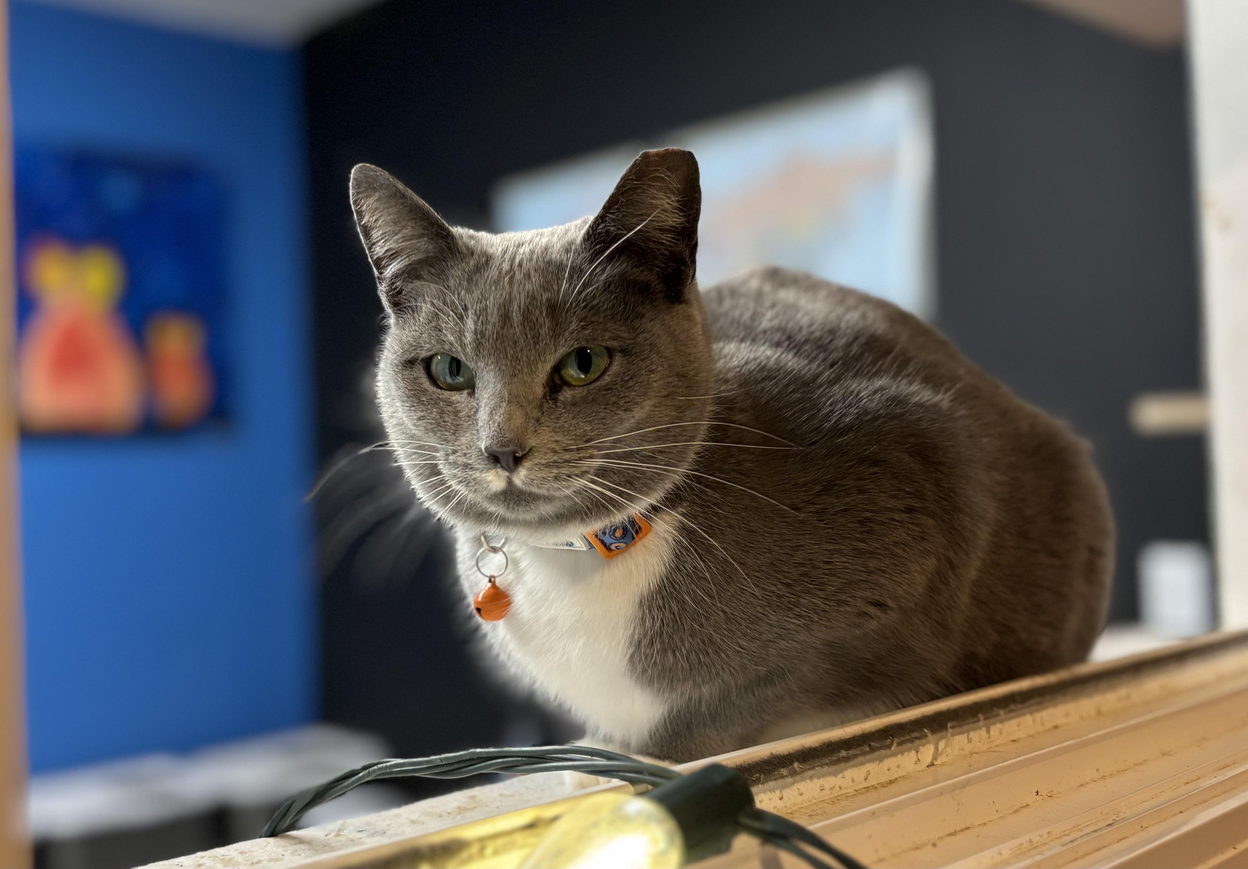 Socks , a ADOPTABLE Domestic Short Hair in Melbourne, AR image 1/6