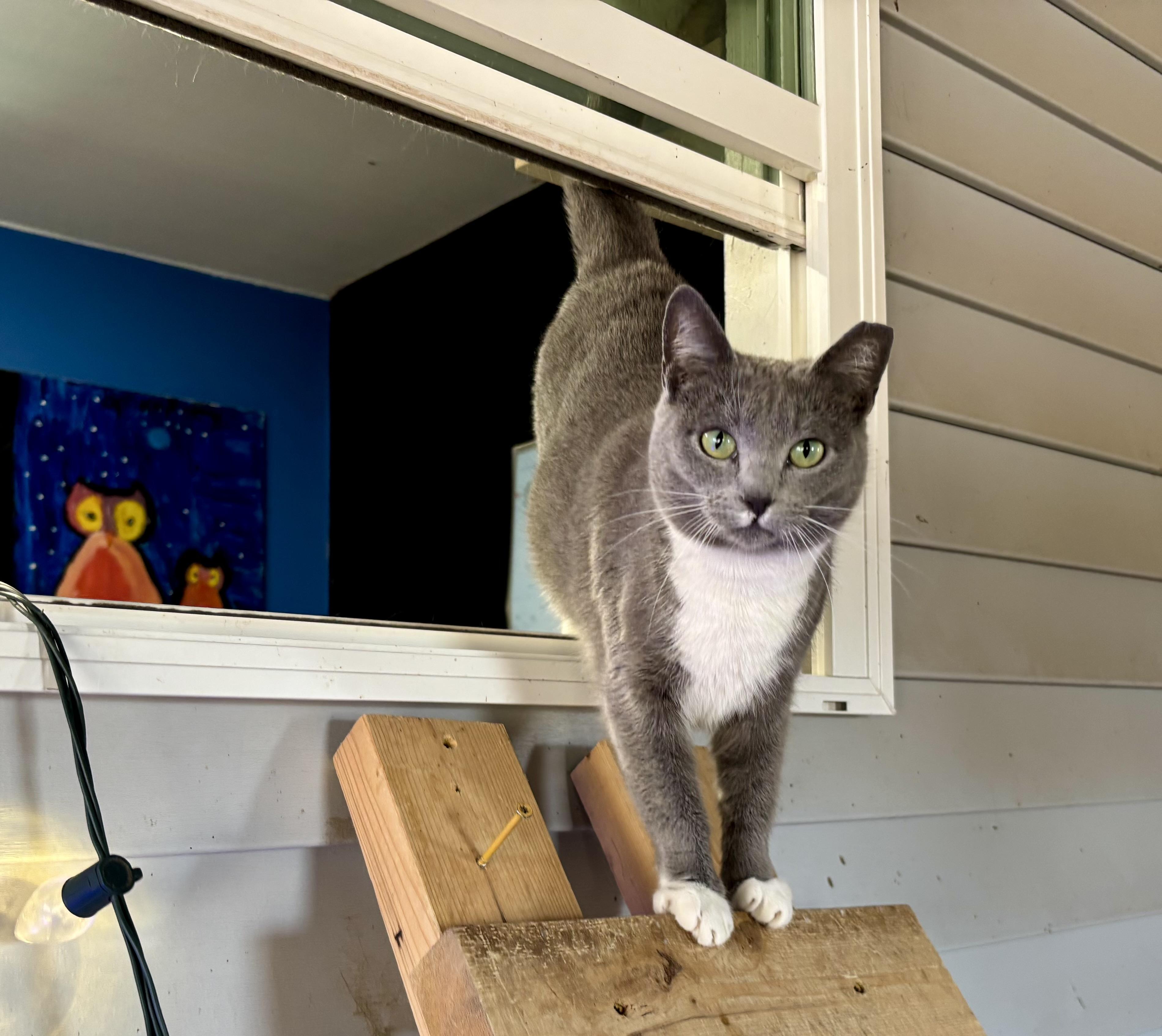 Socks , a ADOPTABLE Domestic Short Hair in Melbourne, AR image 4/6