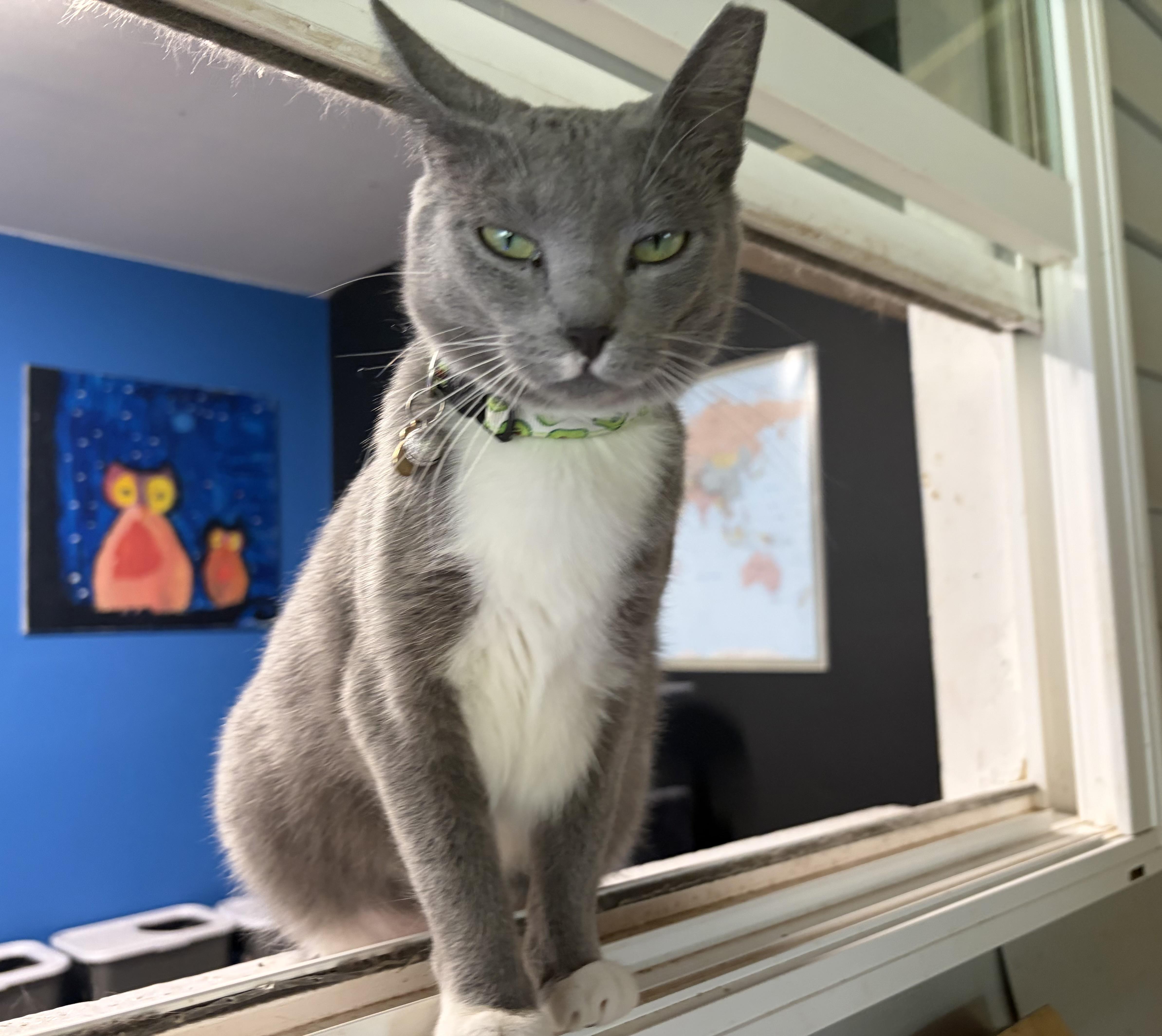 Enlarge Socks , a ADOPTABLE Domestic Short Hair in Melbourne, AR image 6/6