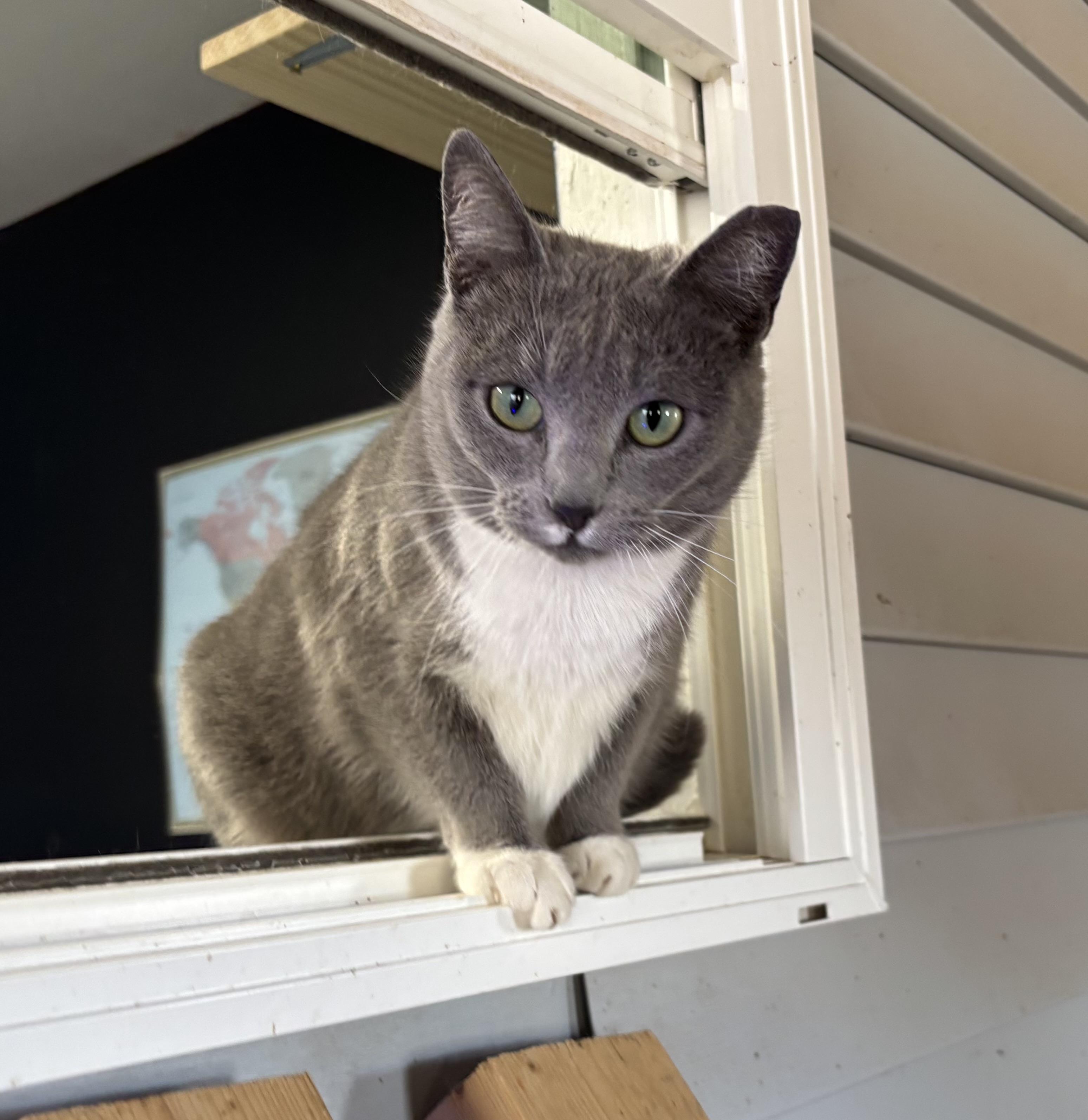 Socks , a ADOPTABLE Domestic Short Hair in Melbourne, AR image 5/6