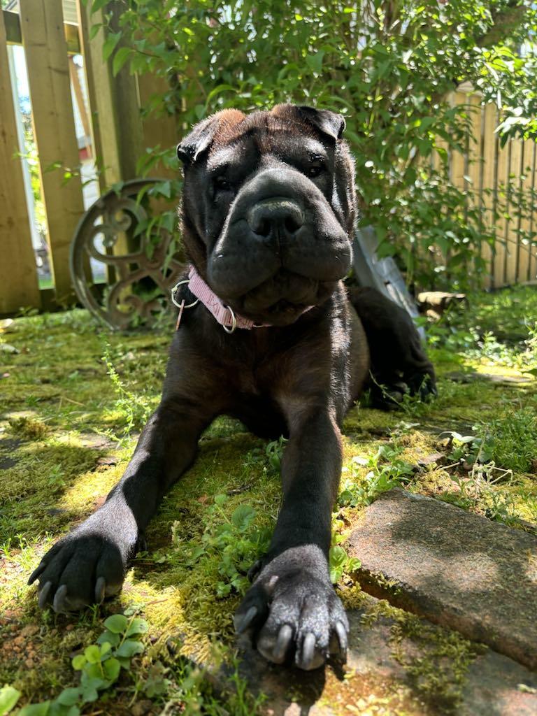 Mocha update! New pics, an adoptable Shar-Pei in Vancouver, BC, V6L 1V7 | Photo Image 2