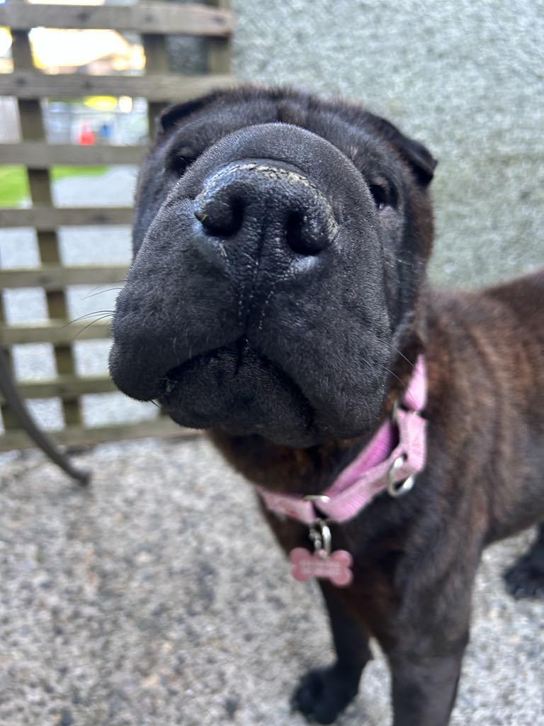 Mocha update! New pics, an adopted Shar-Pei in Vancouver, BC image 5/5