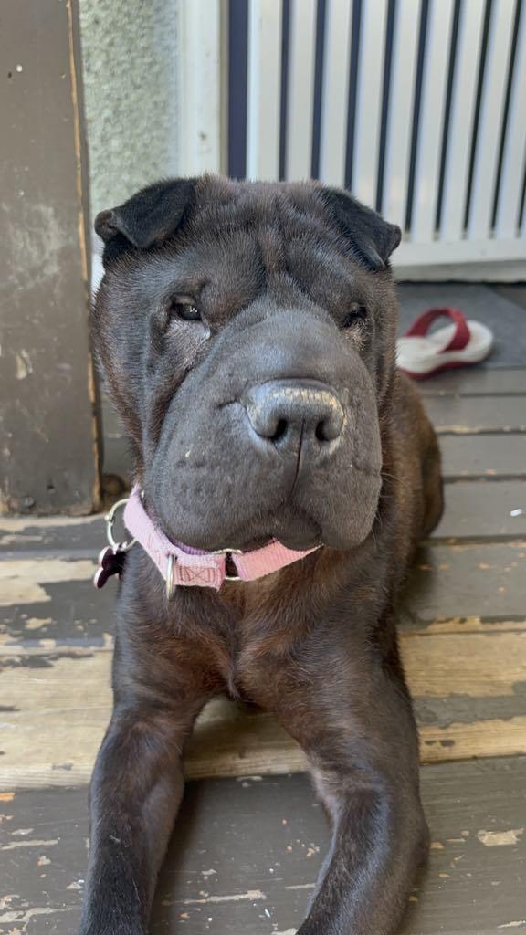Mocha update! New pics, an adopted Shar-Pei in Vancouver, BC image 3/5