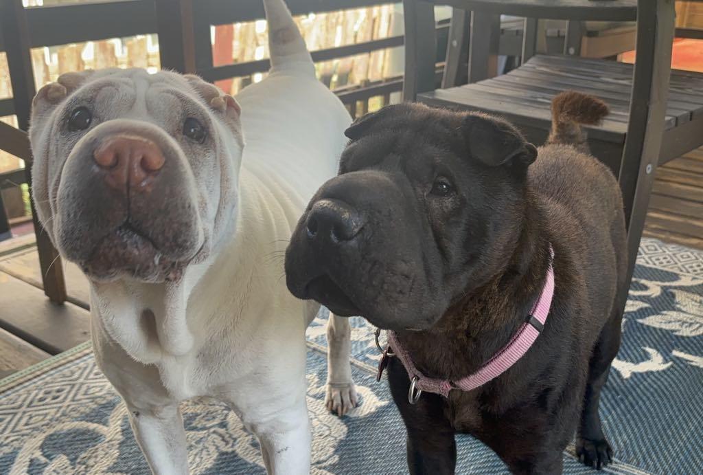 Mocha update! New pics, an adoptable Shar-Pei in Vancouver, BC, V6L 1V7 | Photo Image 1