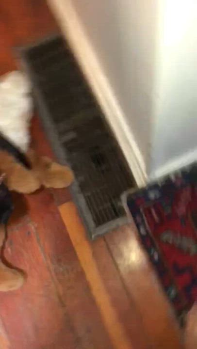 Enlarge Mocha update! New pics, an adopted Shar-Pei in Vancouver, BC video 4/5