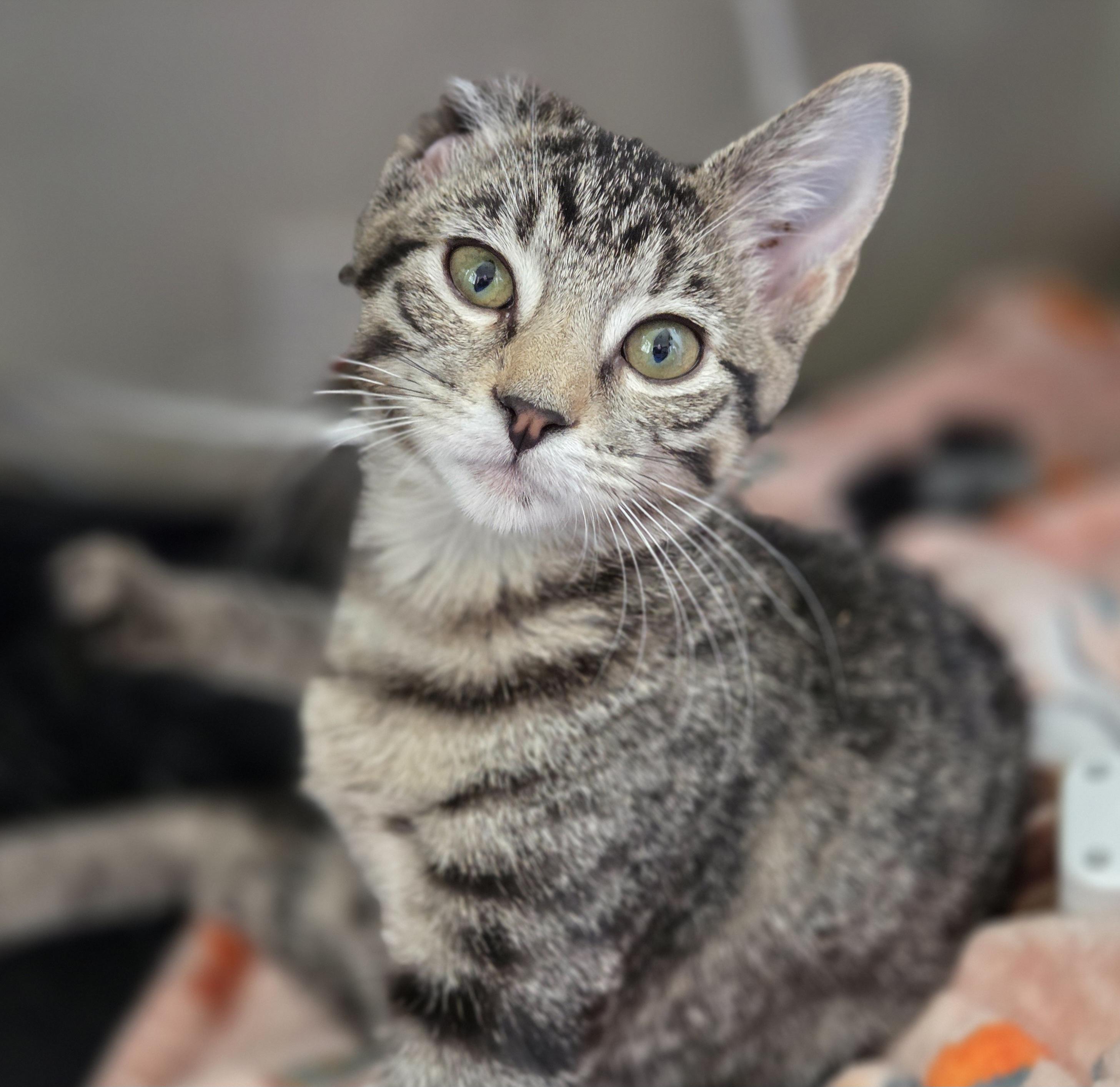 Chopper, ADOPTABLE, Young Female Domestic Short Hair.