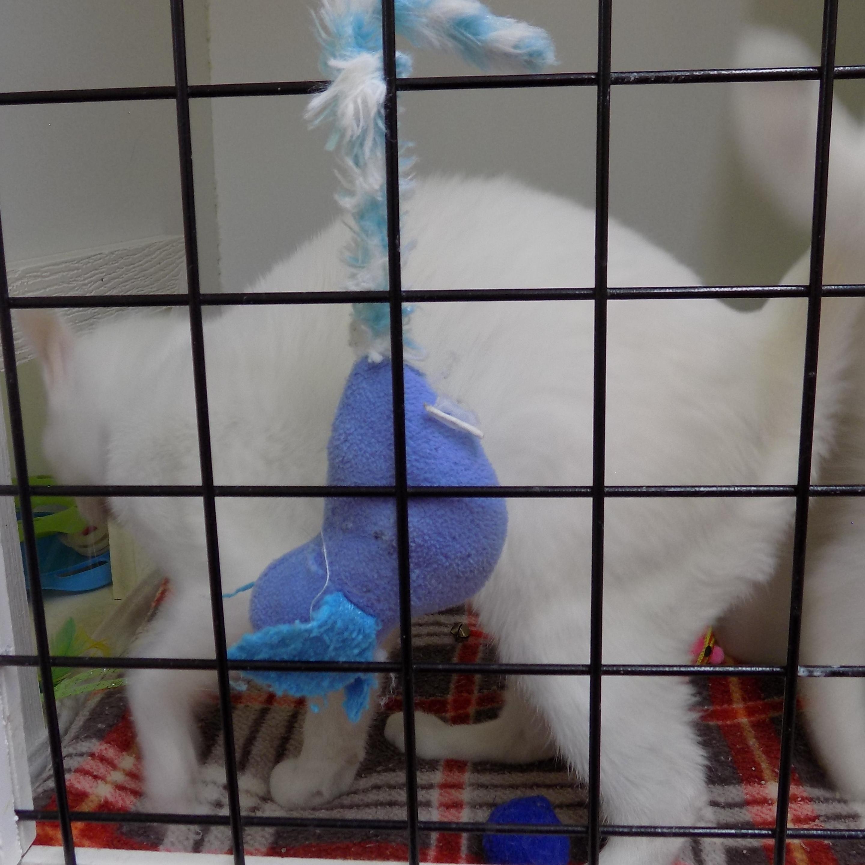 Enlarge Betty Lue, a ADOPTABLE Domestic Short Hair in Savanna, IL image 2/3