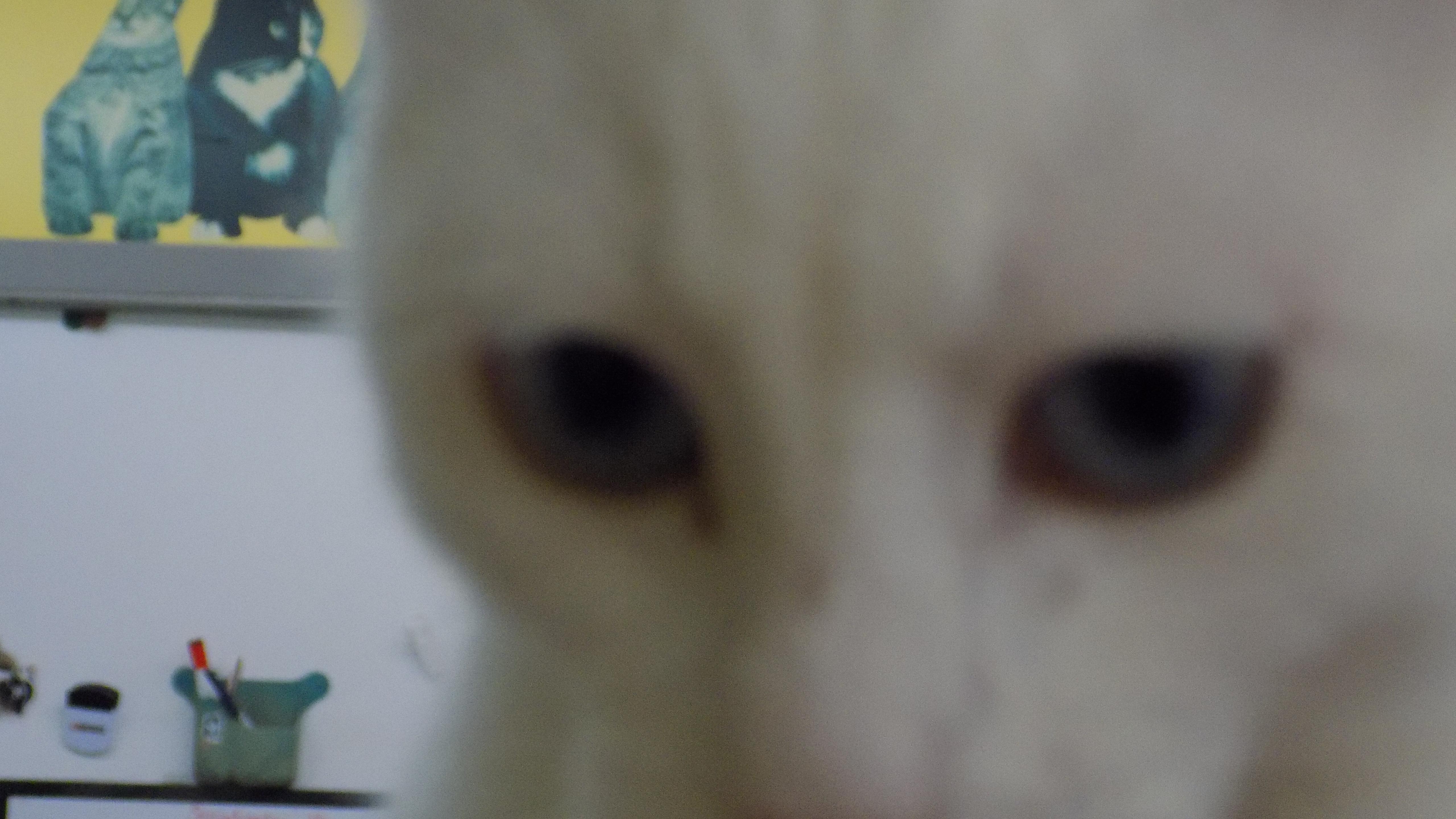 Enlarge Betty Lue, a ADOPTABLE Domestic Short Hair in Savanna, IL image 3/3