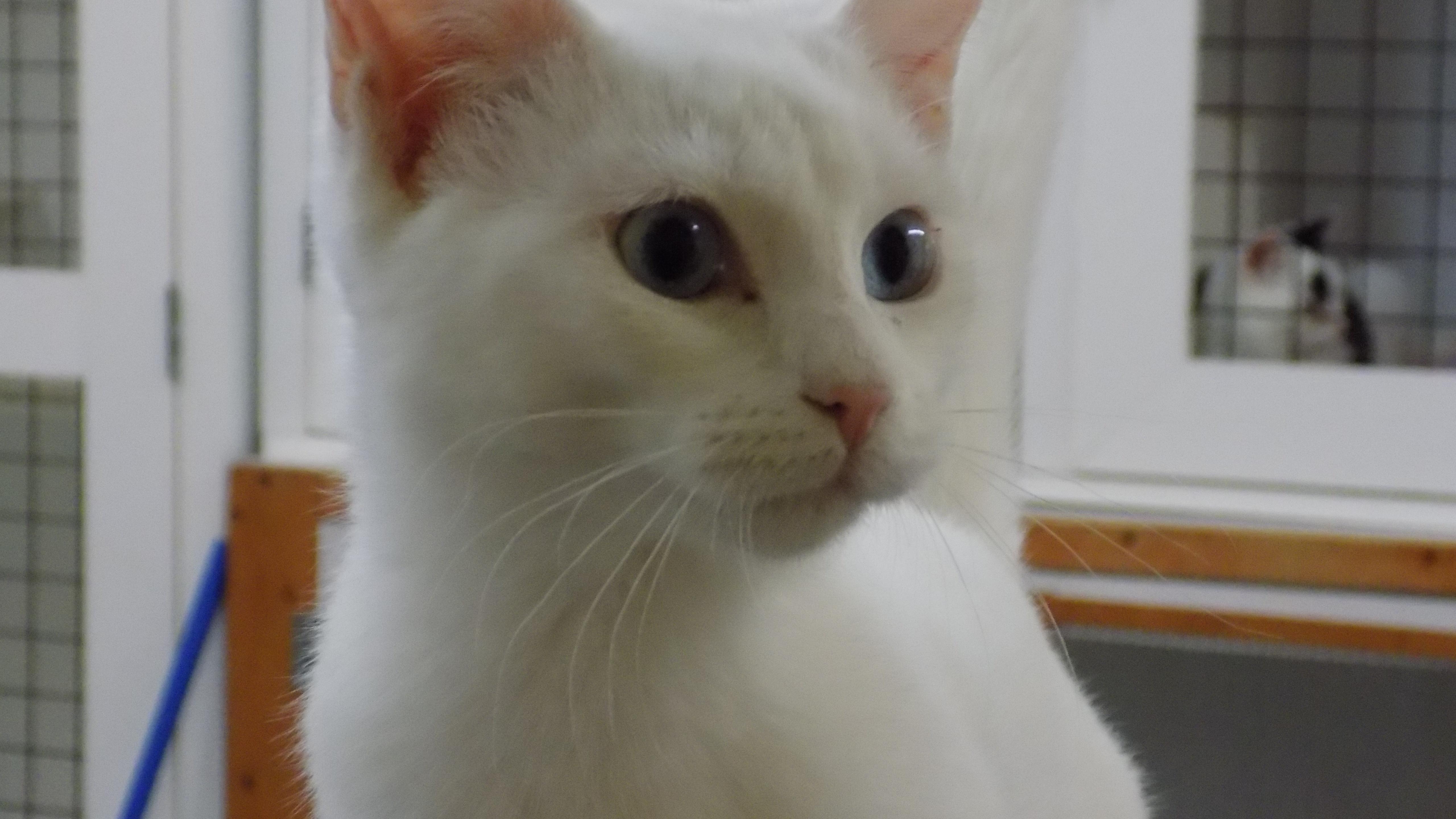 Enlarge Betty Lue, a ADOPTABLE Domestic Short Hair in Savanna, IL image 1/3