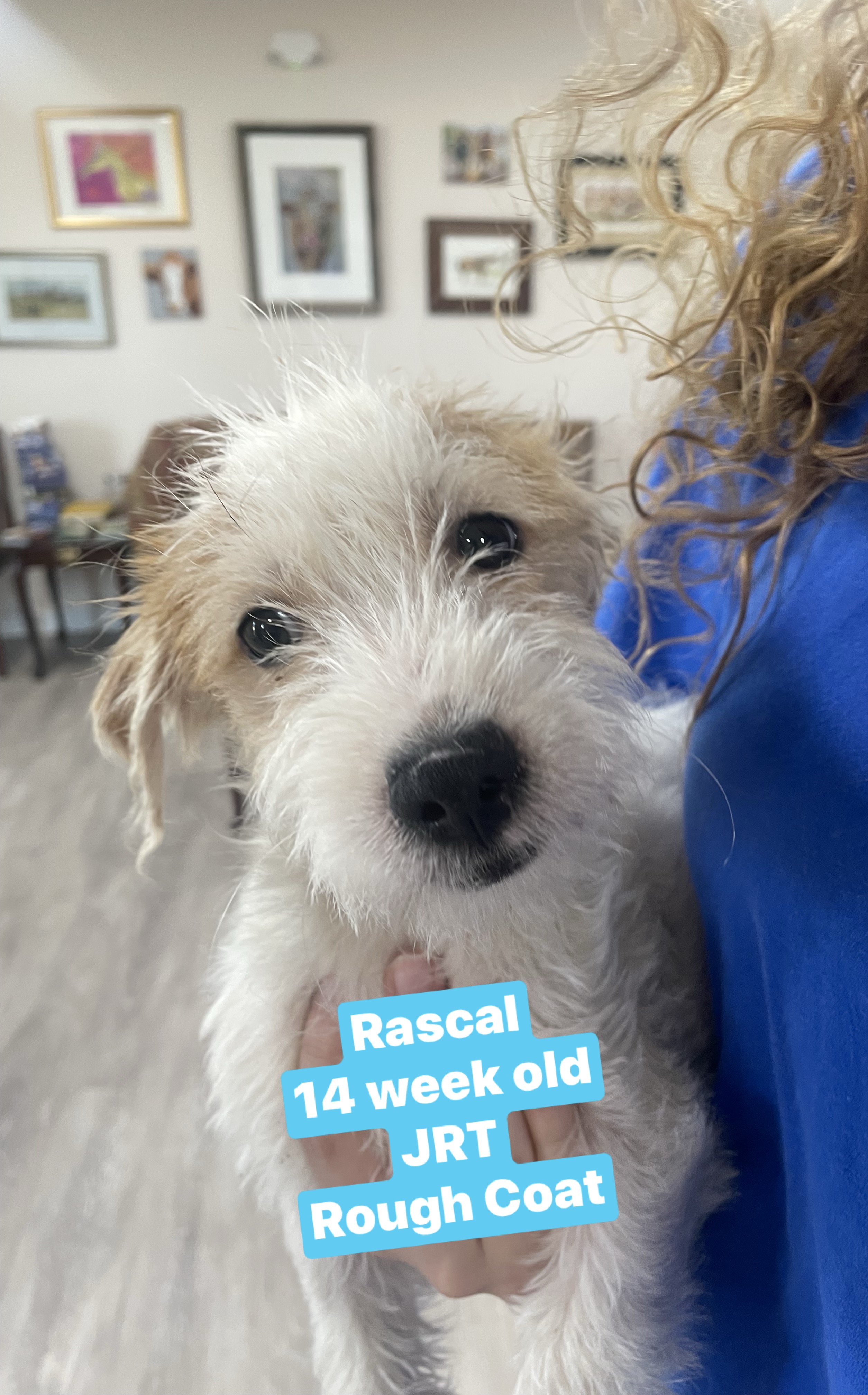 Dog for adoption Rascal, a Jack Russell Terrier in Wallington, NJ