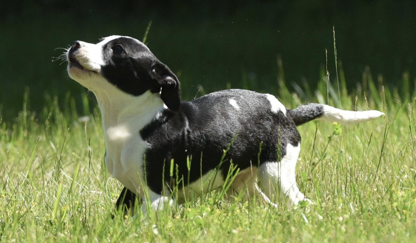 Enlarge Raven, a Adoptable mixed breed in Mechanicsburg, PA image 2/3
