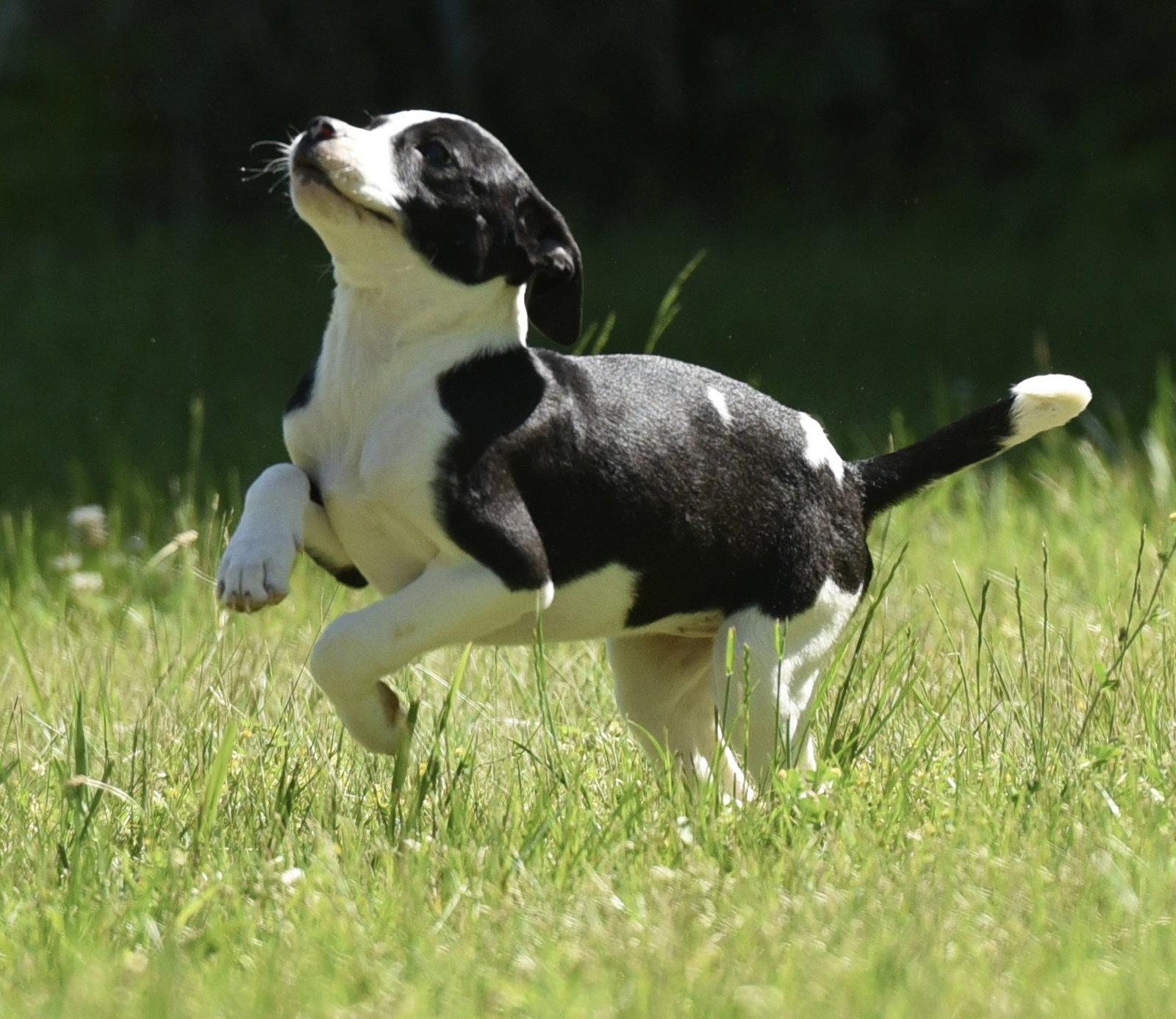 Enlarge Raven, a Adoptable mixed breed in Mechanicsburg, PA image 3/3
