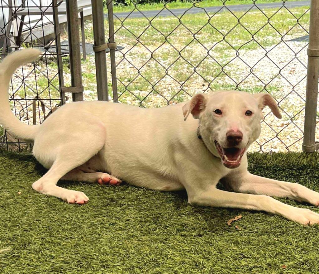 Enlarge Charmander, a Adoptable mixed breed in Sunrise Beach, MO image 1/5